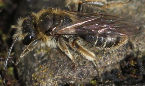 Andrena sp.